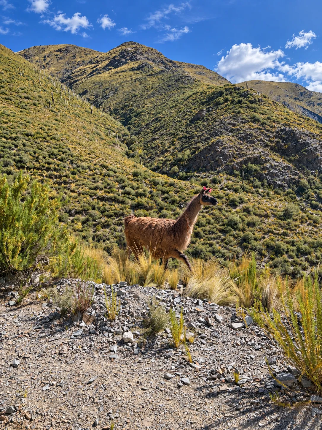 Llama entre pastizales y cerros verdes en el camino al Corazón del Hornocal, Cianzo